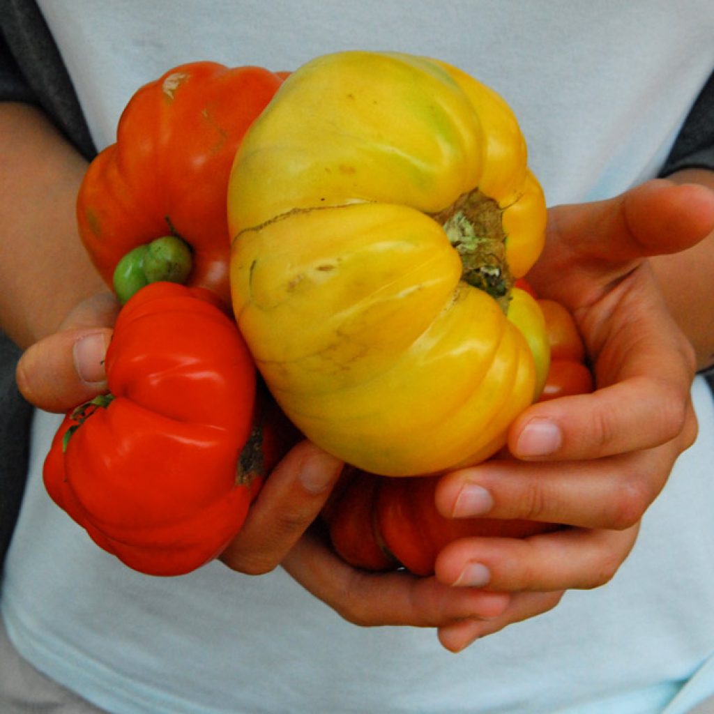 healthyneighborhoods_hands_tomatoes